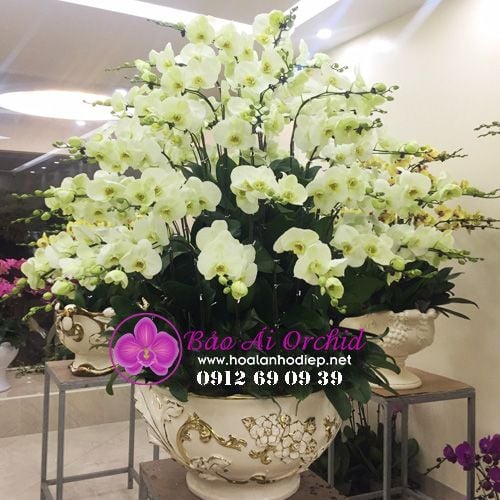 chậu lan hồ điệp 59 cành