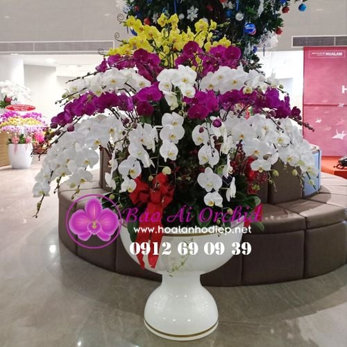 chậu hoa lan hồ điệp 79 cành