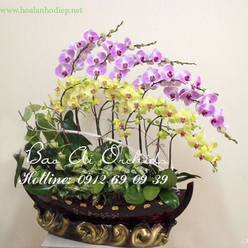 thuyen hoa lan ho diep tet 2019