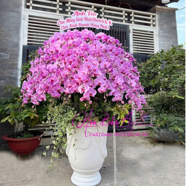  Chậu hoa lan chúc mừng khai trương LHD-825 