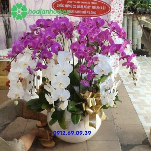 chau hoa lan ho diep chuc mung