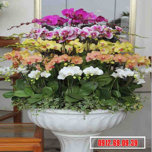 chau hoa lan ho diep 3 tang