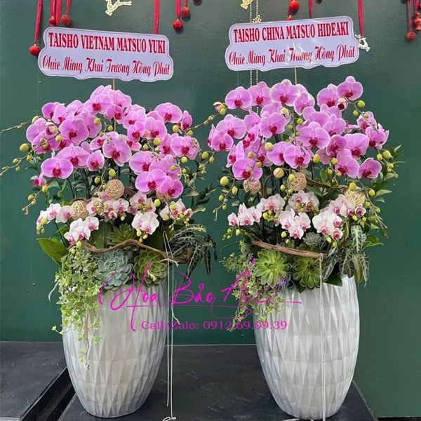  Chậu hoa lan hồ điệp đẹp LHD-815 