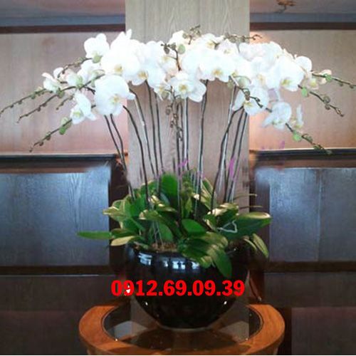 chau hoa lan ho diep trang sang trong