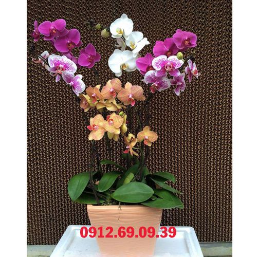 chau lan ho diep tang sep