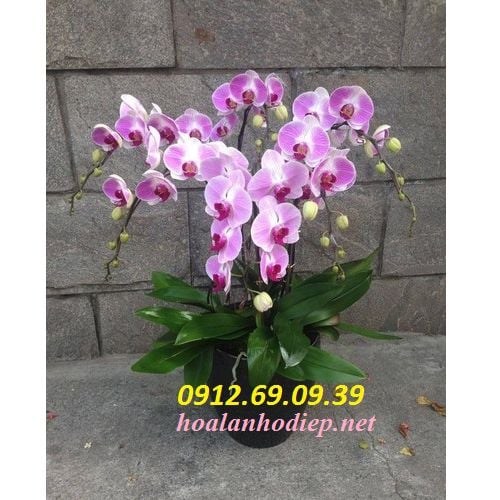 chau lan ho diep hong phan