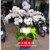  Chậu hoa lan hồ điệp chúc mừng khai trương sang trọng nhất LHD-213 