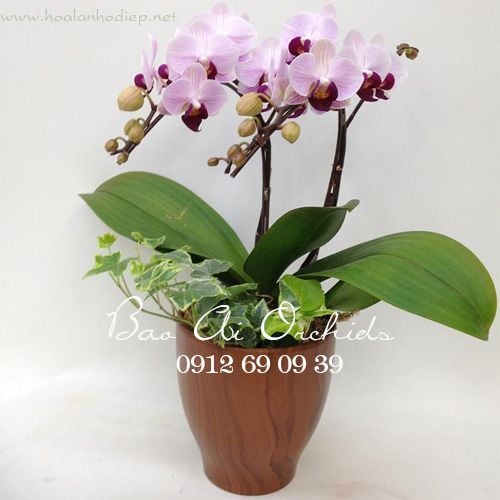 chậu lan hồ điệp tặng vợ ngày 20-10