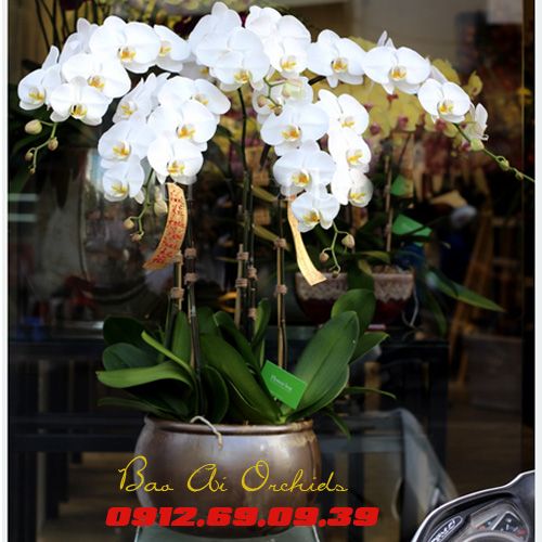 chau lan ho diep trang 5 canh tang me ngay 20-10