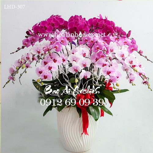 chau lan ho diep tang me ngay 20-10