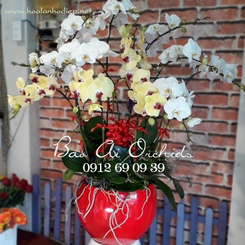 chau lan ho diep tang me ngay 20-10