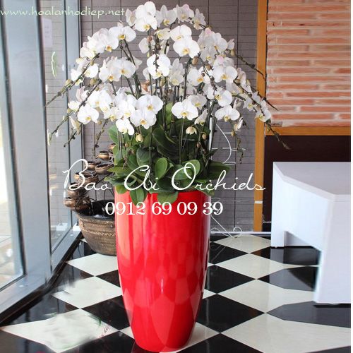 lan ho diep tang sep