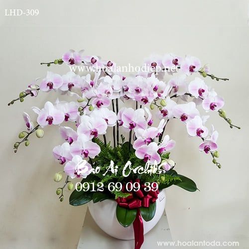 chau lan ho diep tang sep ngay 20-10