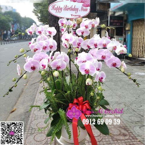 chậu lan hồ điệp tặng sinh nhật