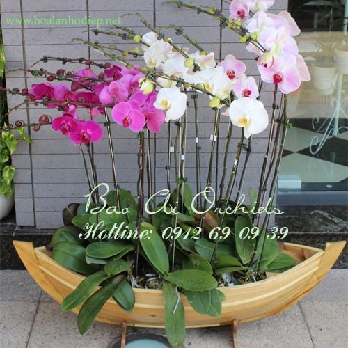 thuyen hoa lan ho diep tet 2019