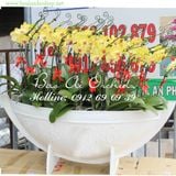  Thuyền hoa lan hồ điệp chúc mừng năm mới 2019 LHD-292 