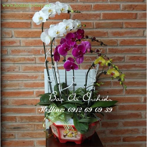 chau lan ho diep tet 2019 dep nhat