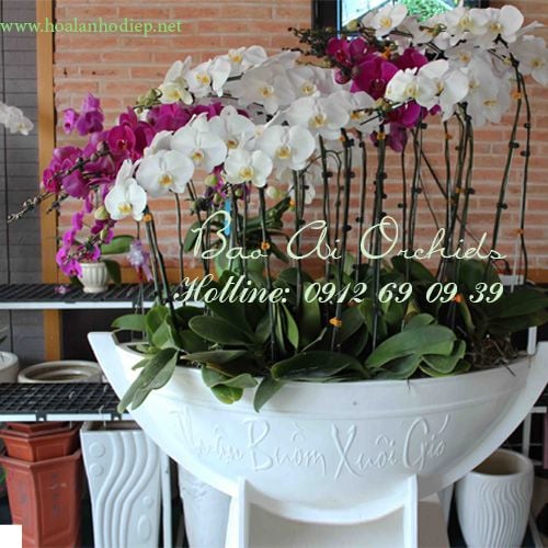 thuyen hoa lan ho diep tet 2019