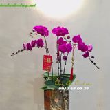  Chậu lan hồ điệp LHD-257 