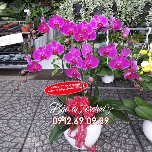 giá chậu lan hồ điệp tím 6 cành