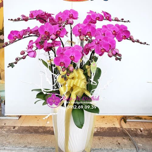 Chậu hoa lan tím 10 cành đẹp LHD-592