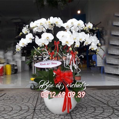 chậu lan hồ điệp trắng 10 cành đẹp tphcm