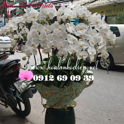 bình lan hồ điệp 12 cành trắng