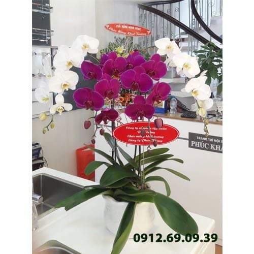 chau lan ho diep 4 canh