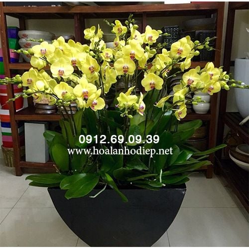 chau lan ho diep vang