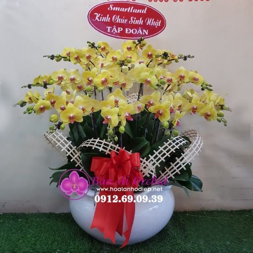 Bình hoa lan vàng khai trương đẳng cấp 20 cành