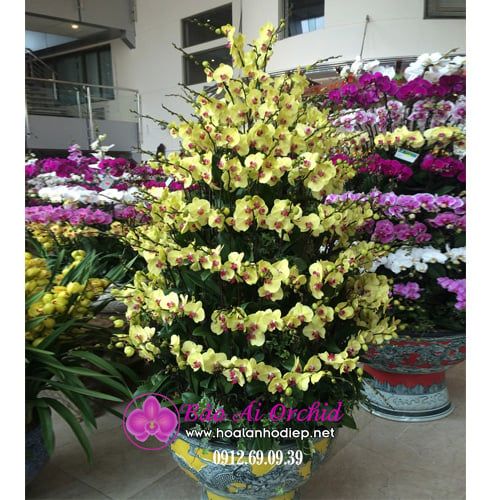 chậu hoa lan hồ điệp vàng siêu đẹp nhất tài lộc