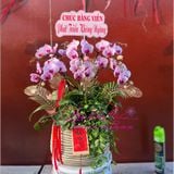  Chậu hoa mini chúc mừng khai trương LHD-827 