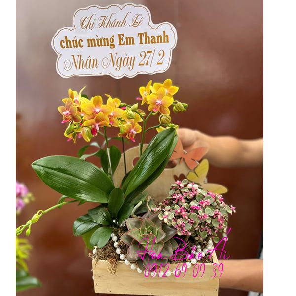  Chậu hoa lan mini tiểu cảnh LHD-828 