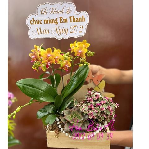 Hoa lan hồ điệp mini