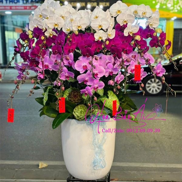  Chậu lan chúc mừng 3 màu đẹp nhất LHD-820 