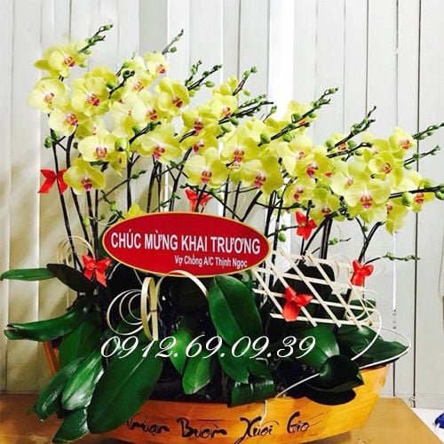 Thuyền hoa lan hồ điệp chúc mừng khai trương thuận buồm xui gió