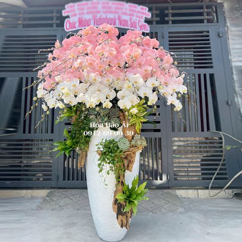 Hoa lan hồ điệp hồng