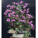  Hoa Chúc Mừng Sinh Nhật LHD-777 