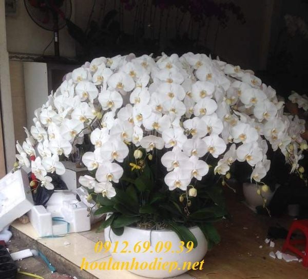 chau hoa lan ho diep trang