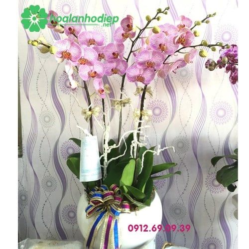 chau hoa lan ho diep hong phan