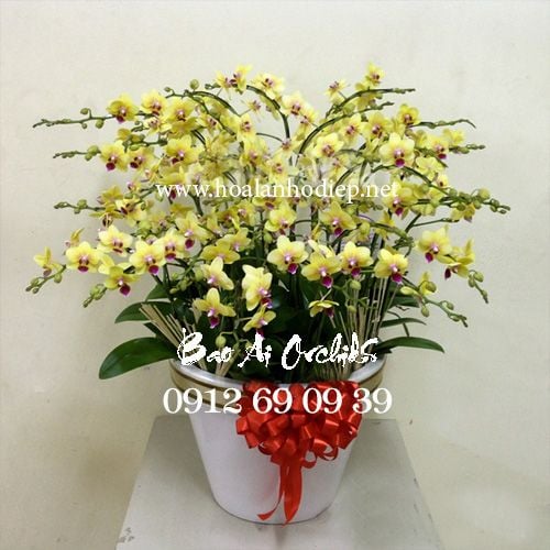 hoa lan hồ điệp tết 2019