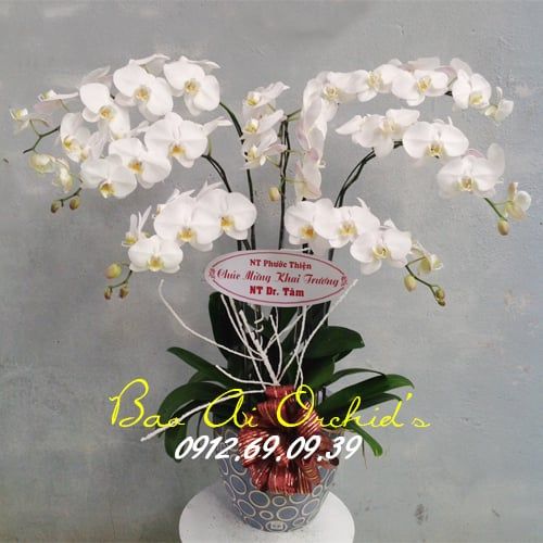 gia hoa lan ho diep trang