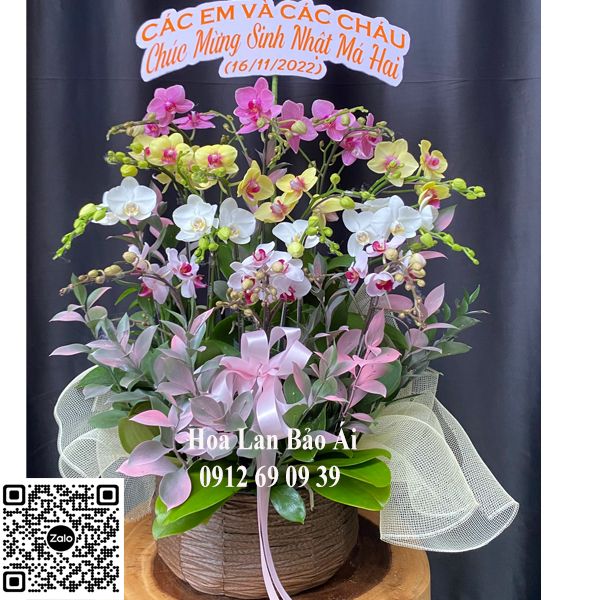  Hoa sinh nhật - Giỏ hoa lan mix màu tặng sinh nhật đẹp LHD-703 