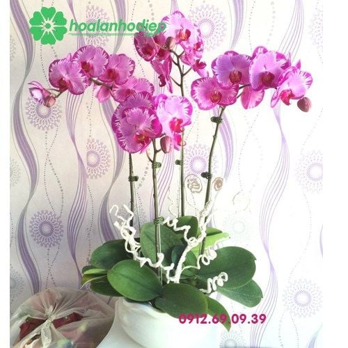 hoa lan ho diep tim dep