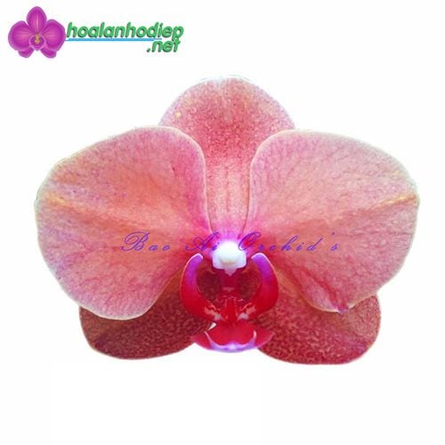 Lan hồ điệp màu cà rốt OX1238