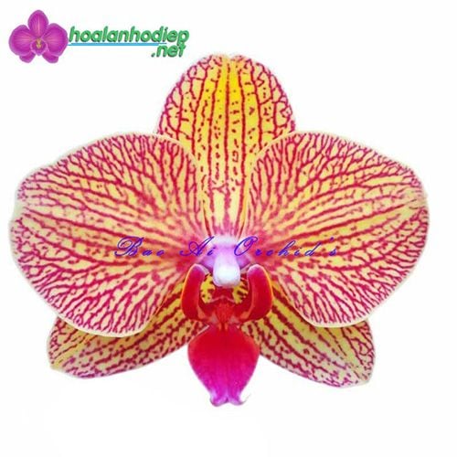 Lan hồ điệp màu cam sọc KV5701