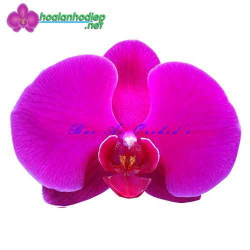 lan hồ điệp màu đỏ ớt
