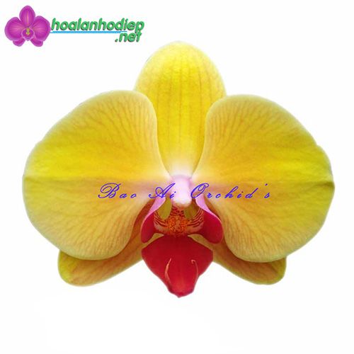 Lan hồ điệp màu vàng đồng HC60