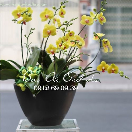 lan ho diep tang me 20-10