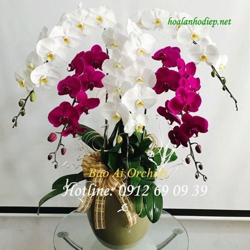 lan ho diep tang me dep nhat